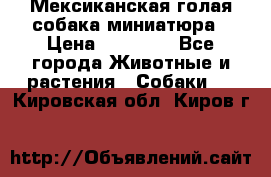 Мексиканская голая собака миниатюра › Цена ­ 53 000 - Все города Животные и растения » Собаки   . Кировская обл.,Киров г.